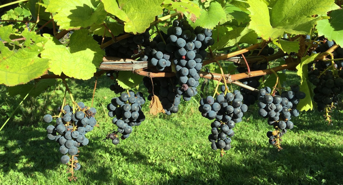 43. New wine, new&nbsp;wineskin