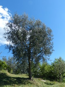 tree-357583_640